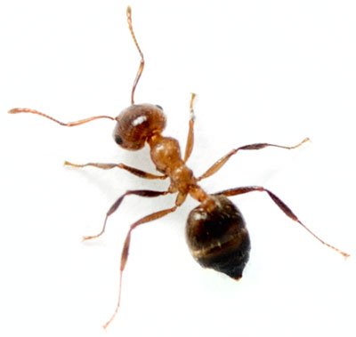 The Most Common Ants in DFW - Pied Piper Pest, Termite & Lawn Services