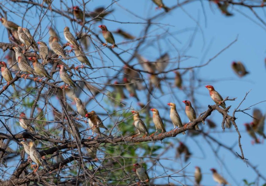 Birds sitting in tree